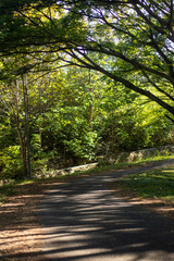 Fototapeta premium Sunlit Path Through Lush Green Forest