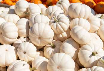 White mini pumpkins stacked together in sunlight during autumn harvest