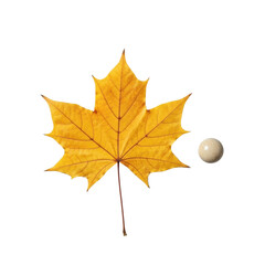 Obraz premium A vibrant golden yellow and orange dried maple leaf, with intricate veins, and a smooth polished river stone, precisely balanced on a solid transparent background, flat lay. Concept of natural