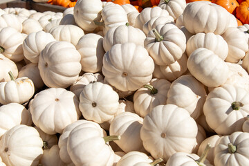 White mini pumpkins stacked together in sunlight during autumn harvest