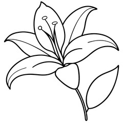 Lily Flower Outline Drawing single photo