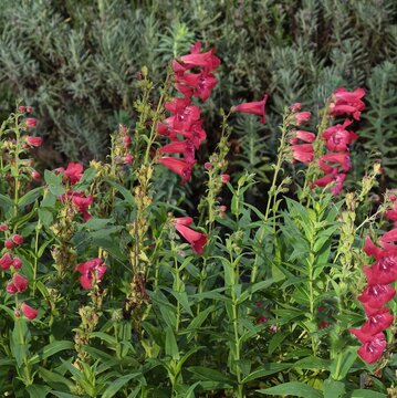 red flowers of penstemon plant in a garden