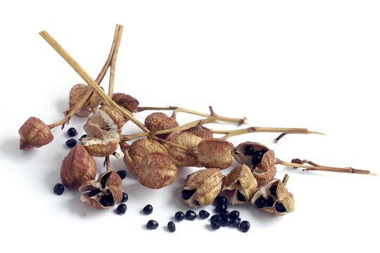 seed vessels and seeds of lilies close up