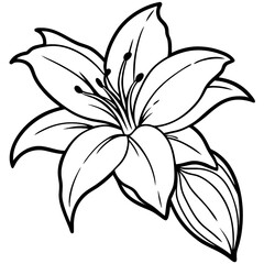 Lily Flower Outline Vector Illustration image photo