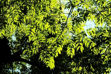 Fototapeta premium green foliage of fraxinus excelsior tree against sunlight