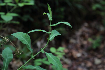 Leaf morphology of forest edge herbaceous plant