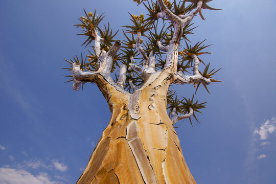 Golden-barked quiver tree (Aloe dichotoma) against the clear blue Namibian sky