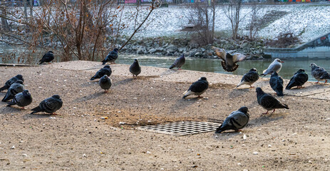Fototapeta premium Group of pigeons resting and feeding on a riverside ground during a cold winter day with soft natural light.