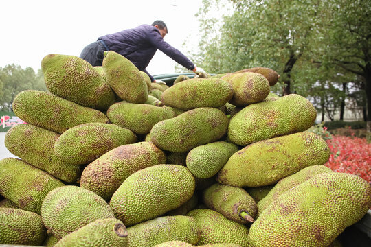 Vietnamese Worker Picking Fresh Jackfruits at Local Market - Tropical Fruit Harvest