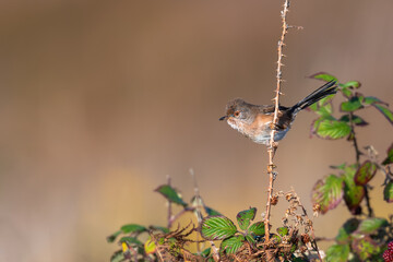 Dartford warbler (Curruca undata), Dunwich heat, Suffolk, UK. Resident British warbler species.