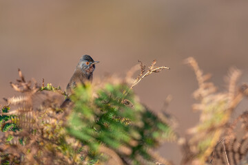 Dartford warbler (Curruca undata), Dunwich heat, Suffolk, UK. Resident British warbler species.