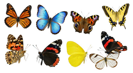 Collection of eight colorful butterflies isolated on transparent background