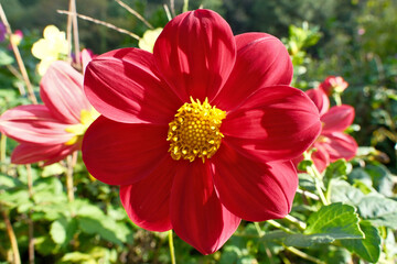 Red dahlia flower blooming in the garden on a sunny day, closeup of photo © Maksim Mikhailov