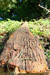tree trunk in the forest, closeup of photo with shallow depth of field. Cut tree trunk in the forest, closeup of photo with selective focus