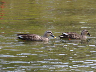a pair of Eastern spot-billed ducks