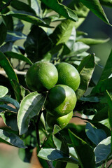 Green tangerine on the tree in the garden, stock photo. Citrus fruit on a tree with green leaves