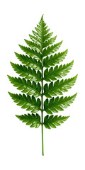 Fototapeta premium Glossy ostrich fern frond featuring deeply divided leaf segments.
