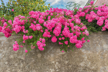 Beautiful bright pink roses cascading down an old stone wall.