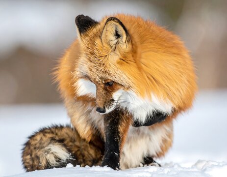 A captivating red fox, nestled in the snow, pauses to groom its fur. The creature's vibrant coat contrasts with the white