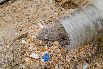 Refugiado: intentando adaptarse a la basura que los humanos van dejando a su paso 