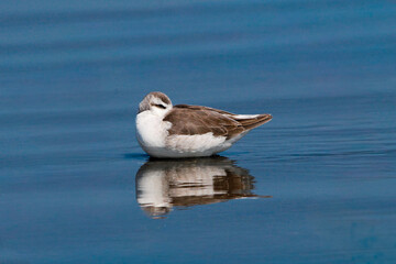 Calma: acicalándose mientras el agua esta en paz