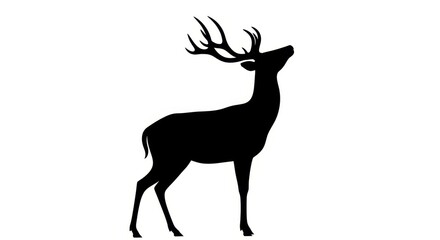 Obraz premium Majestic Stag Silhouette Looking Upwards With Antlers Raised Against White Background