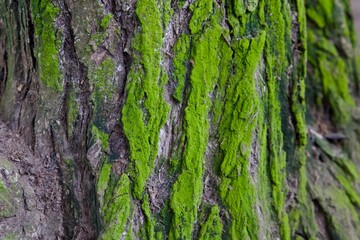  Macro view of tree bark covered with bright green moss, showing organic textures and natural moisture patterns in a forest environment.