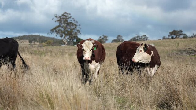 Close up of Stud Beef bulls and cows grazing on grass in a field, in Australia. eating hay and silage. breeds include speckled park, murray grey, angus, brangus and wagyu.	
