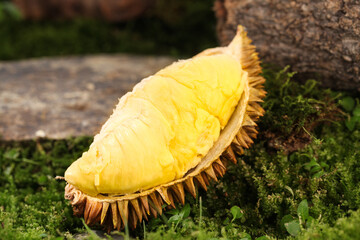 Fresh Golden Durian Fruit Opened Showing Creamy Yellow Flesh in Natural Outdoor Setting