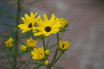 植物　黄色い花　ガーデン