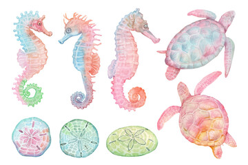 Sea horse, turtle and Sand dollar hand drawn watercolor isolated on white background © Walliya silachan