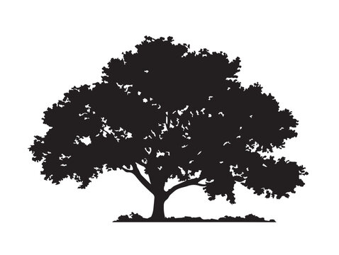 Beautiful Sonder Tree Artwork Depicted in Black and White 2D Vector Line Art