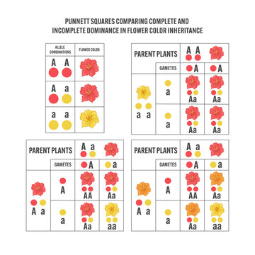 Labeled Punnett square diagram comparing complete and incomplete dominance in flower color inheritance &mdash; genetics educational chart for biology, Mendelian inheritance allele combinations Gregor Mendel
