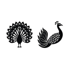 peacock feather vector illustration