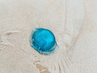 Jellyfish on the sand
