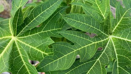 Detailed full-frame background of large, lush green papaya leaves displaying prominent white veins and characteristic deeply lobed, palmate structures. Nature concept
