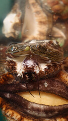 Fresh Abalone Shellfish Closeup - Premium Seafood Delicacy for Gourmet Cuisine