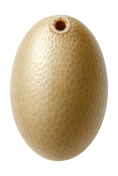 Grasshopper egg featuring chorion and micropyle for fertilization.