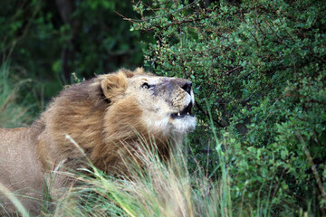 Closeup of an old male lion roaring, Masai Mara Kenya Africa
