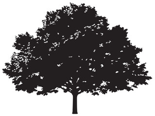 Fototapeta premium Beautiful Maple Tree 2D Vector Line Art Drawing