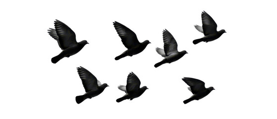 Pigeons Flying in Formation Isolate on Transparent Background, png