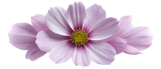 Fototapeta premium Flower with Soft Petals Isolate on Transparent Background, png