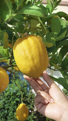 Fresh Ripe Yellow Lemon Growing on Tree Branch Being Picked by Hand in Citrus Orchard
