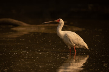 African spoonbill in calm pond near log