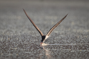 African skimmer flies with wings in V-shape