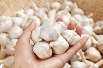Fresh Shandong Farm Garlic Bulbs Held in Hand - Quality Organic Harvest Agricultural Produce
