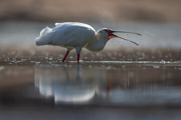 Obraz premium African spoonbill throws up spray in pool