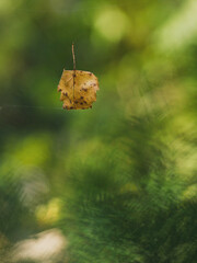 Freischwebendes kleines Blatt am Spinnenfaden 