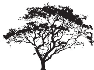 Obraz premium Elegant Silverwood Tree 2D Vector Line Art Drawing