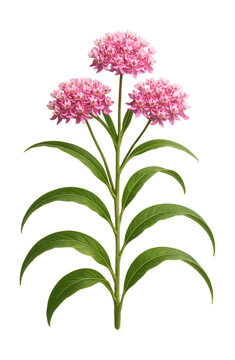 Narrow-leaved swamp milkweed featuring clusters of pink blooms.